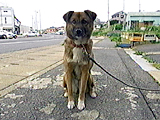 看板犬物語 海 写真2