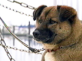 看板犬物語 海 写真4