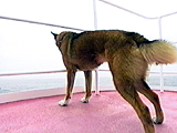 看板犬物語 海 写真5