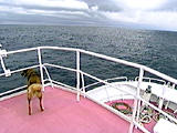 看板犬物語 海 写真6