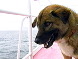 看板犬物語 海 写真7