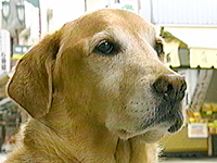看板犬物語 ルーシー 写真1