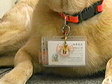 看板犬物語 ルーシー 写真4