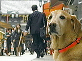 看板犬物語 ルーシー 写真5