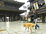 看板犬物語 ルーシー 写真7
