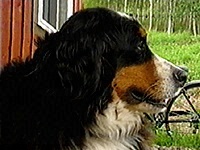 �x���K�[ �ʐ^1