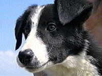 �|���R �ʐ^1