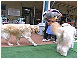 わんこＳＰ 写真6