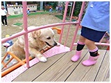 わんこＳＰ 写真9