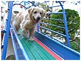 わんこＳＰ 写真10