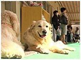 わんこＳＰ 写真12