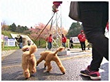 わんこＳＰ 写真15