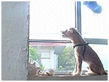 わんこＳＰ 写真12