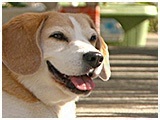 わんこＳＰ 写真6