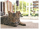 わんこＳＰ 写真8