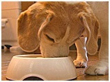わんこＳＰ 写真12