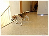 わんこＳＰ 写真13