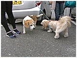 わんこＳＰ 写真14