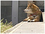 わんこＳＰ 写真4