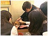 わんこＳＰ 写真13