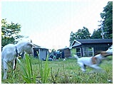 わんこＳＰ 写真6