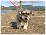わんこＳＰ 写真2