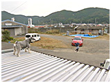 わんこＳＰ 写真12