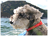 わんこＳＰ 写真19
