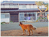 わんこＳＰ 写真7