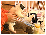 わんこＳＰ 写真10
