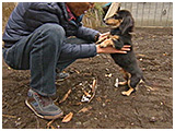 わんこＳＰ 写真18