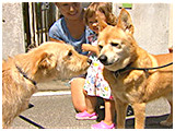 わんこＳＰ 写真5