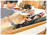 わんこＳＰ 写真8
