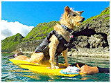 わんこＳＰ 写真13