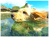 わんこＳＰ 写真19