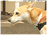 わんこＳＰ 写真3
