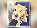 わんこＳＰ 写真4