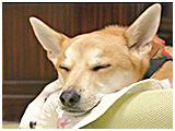 わんこＳＰ 写真7