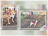 わんこＳＰ 写真10