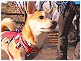 わんこＳＰ 写真13