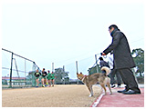 わんこＳＰ 写真14