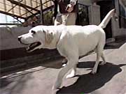 �����Z�f�X