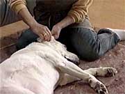 �����Z�f�X