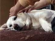 �����Z�f�X