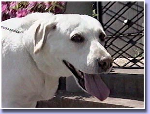 �����Z�f�X