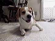 ���W���[