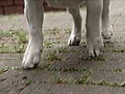 ���W���[