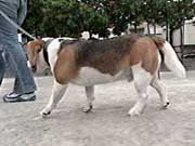 ���W���[