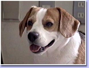 ���W���[