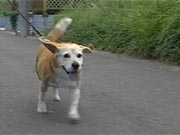 チャロ チャロ